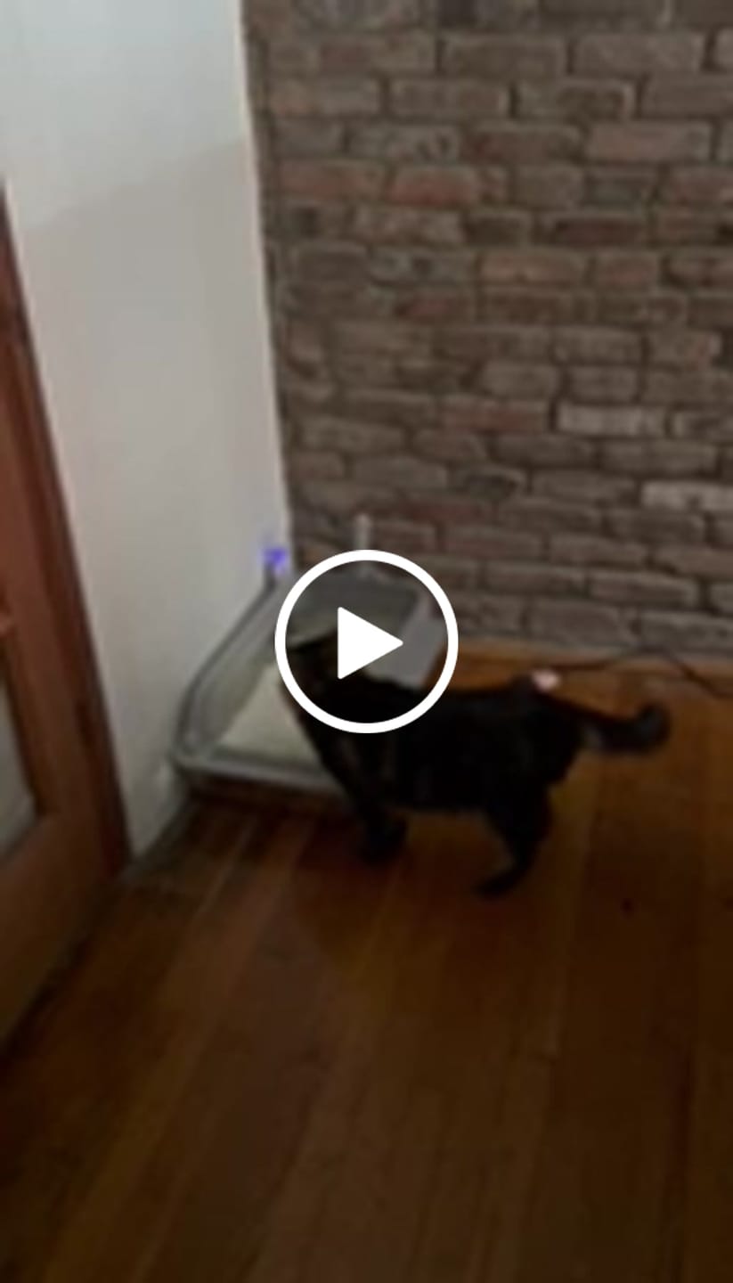 Customer video review of Cassava Blend Cat Litter
