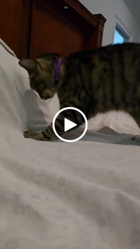 Customer video review of Día de los Gatos - Premium