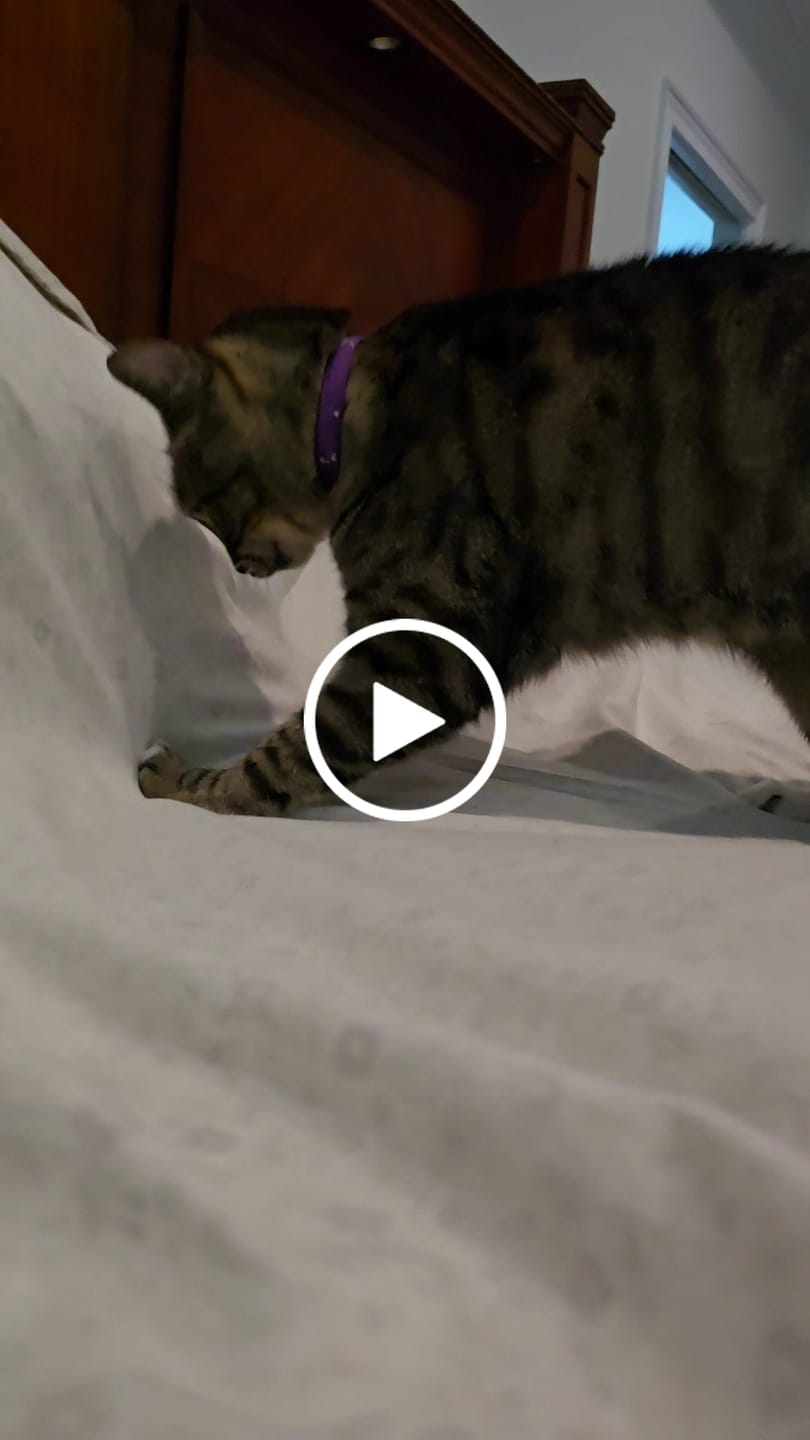 Customer video review of Día de los Gatos - Premium