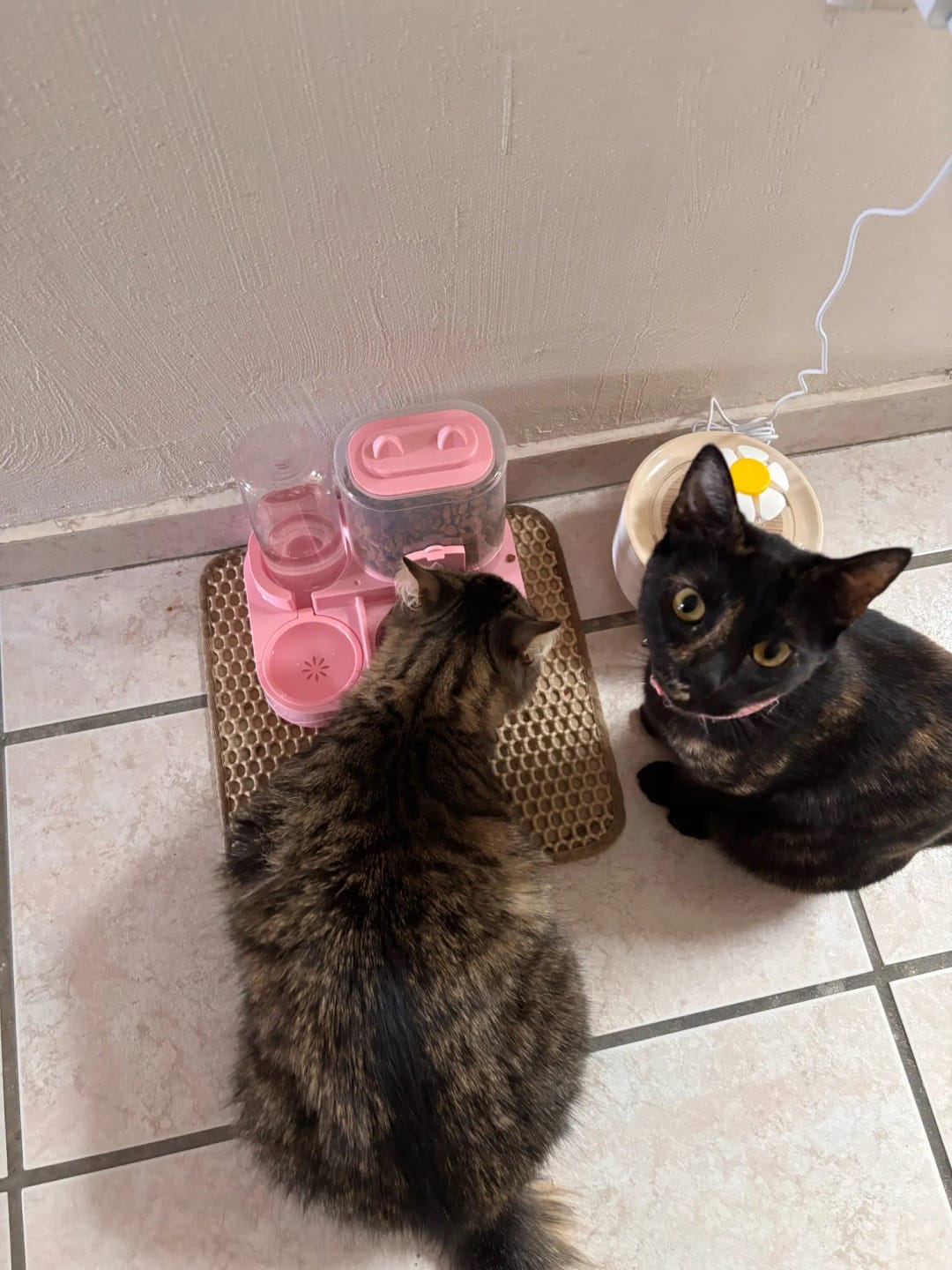 Customer photo review of Dispensador de Agua y Comida para gatos 2 en 1 para Mascotas Grandes