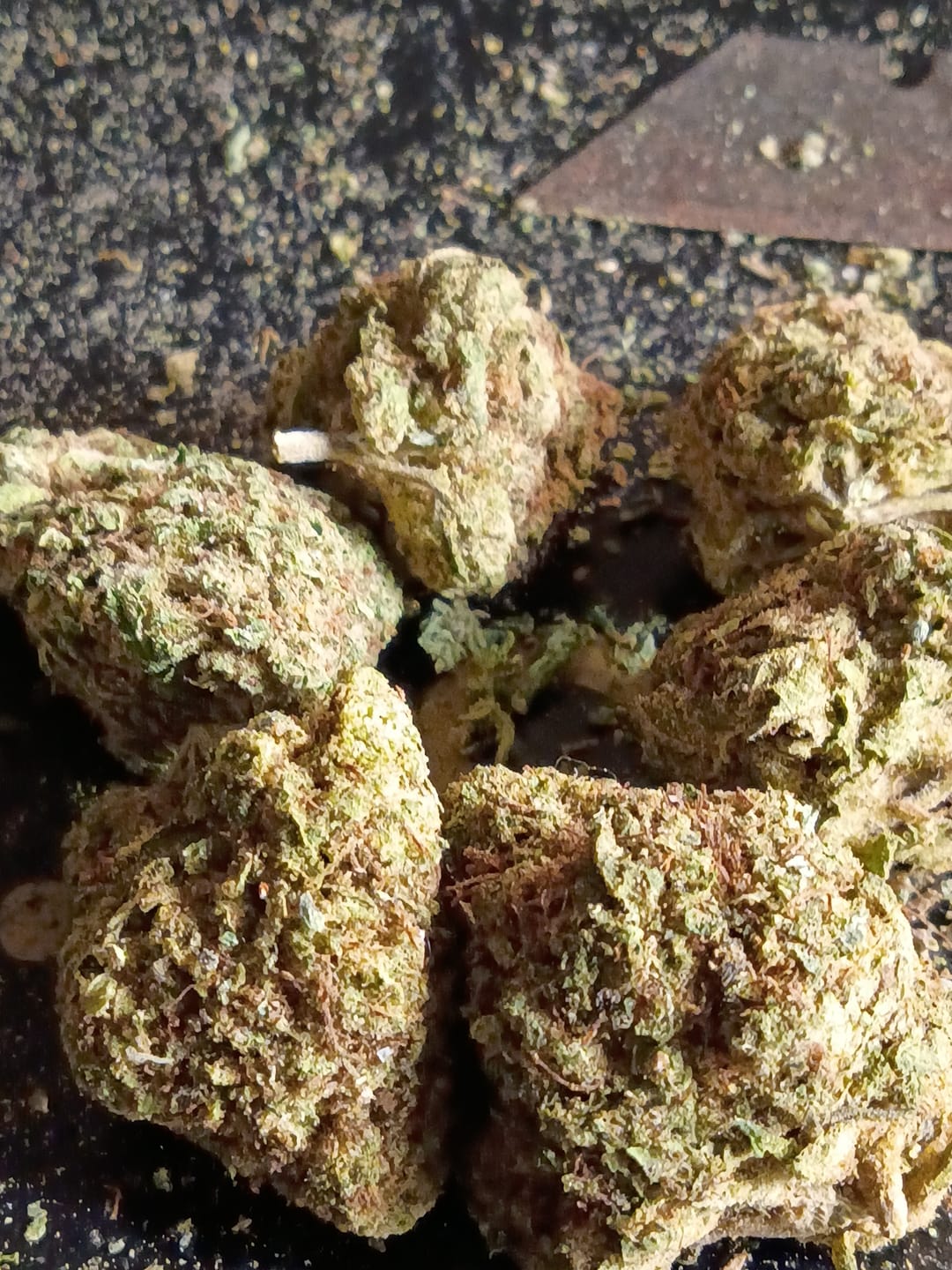 Customer photo review of Candy Gas THCA Flower