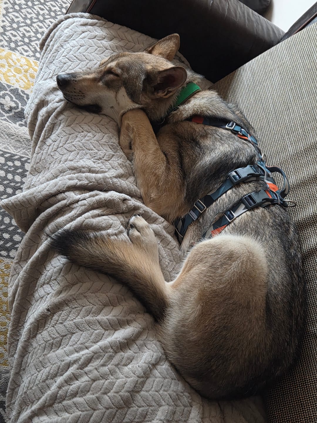 Customer photo review of Scramble Harness