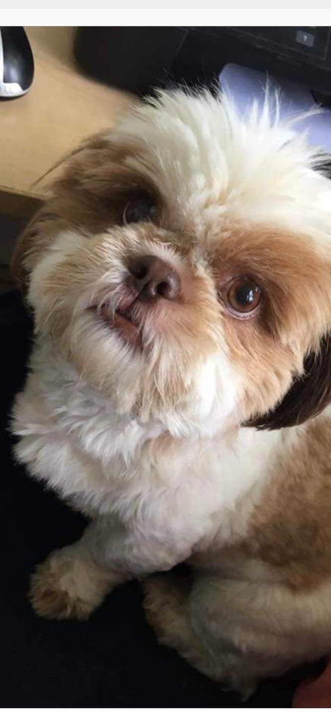 Customer photo review of ClearVision™  Food Drops Daily Eye Support for Dogs