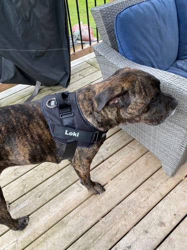 Customer's Dogshood No Pull Harness in black, worn by a brindle dog on a wooden deck.