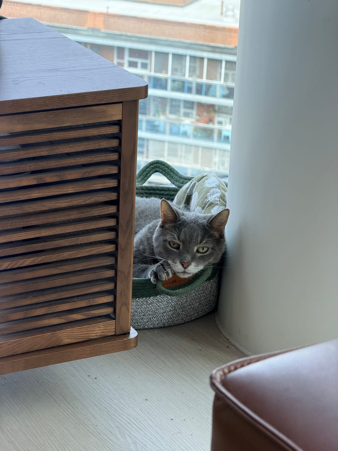 Customer photo review of Instinct Basket | Meet the first research-backed natural territory for indoor cats