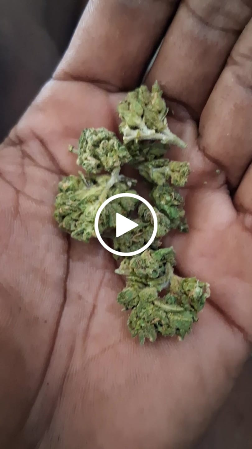 Customer video review of Venom OG - Bulk - Indica
