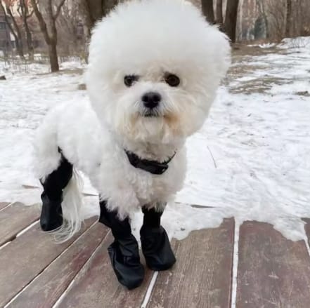 Customer photo review of Botas impermeables para perro