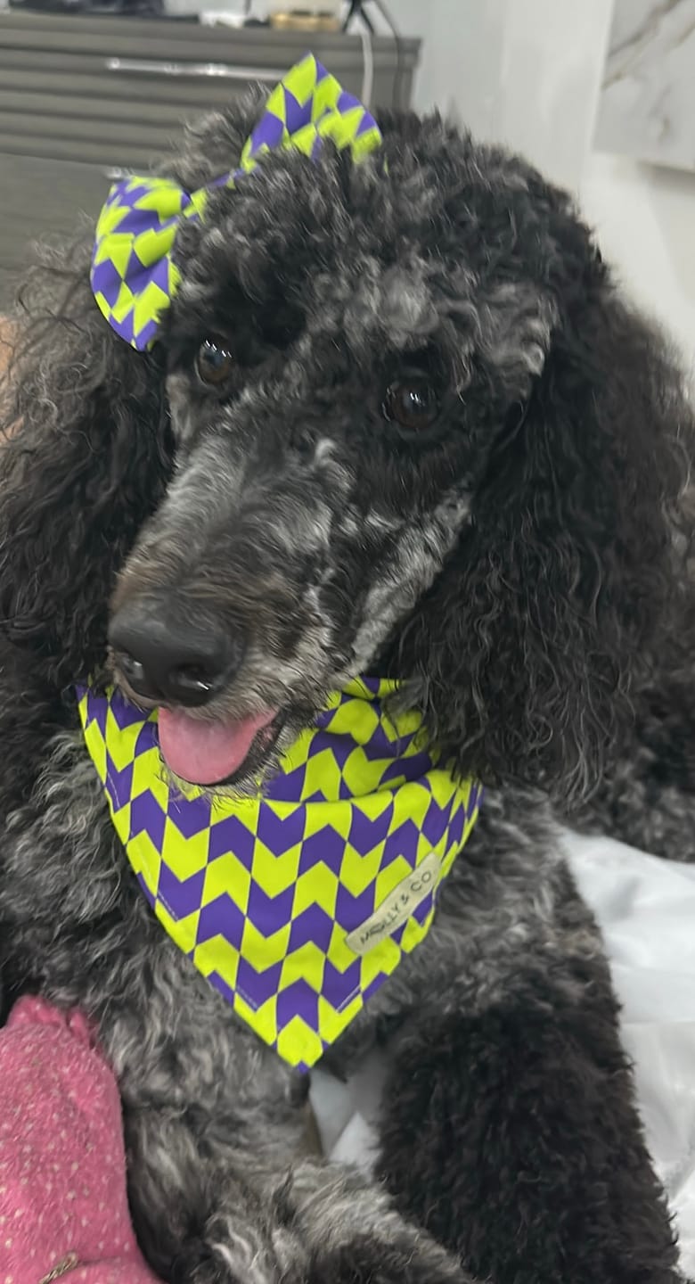 Customer photo review of Fetch Master - Dog Sailor Bowtie - FINAL SALE