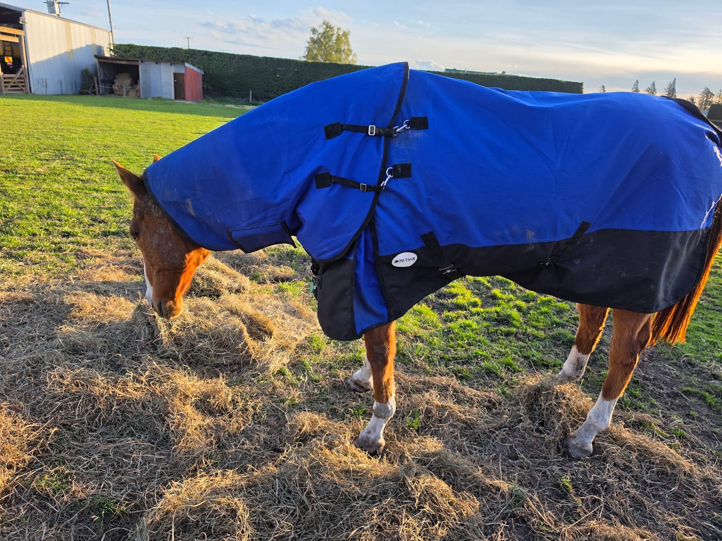 Customer photo review of NZ Tack Duke 1200d Detacha-neck FREE SHIPPING