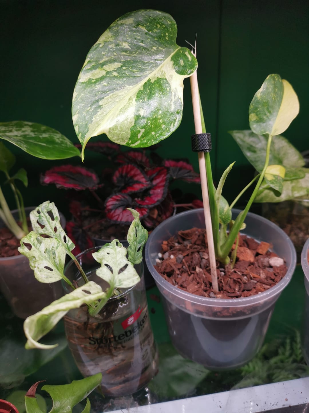 Customer photo review of MONSTERA DELICIOSA ELECTRO LIGHT