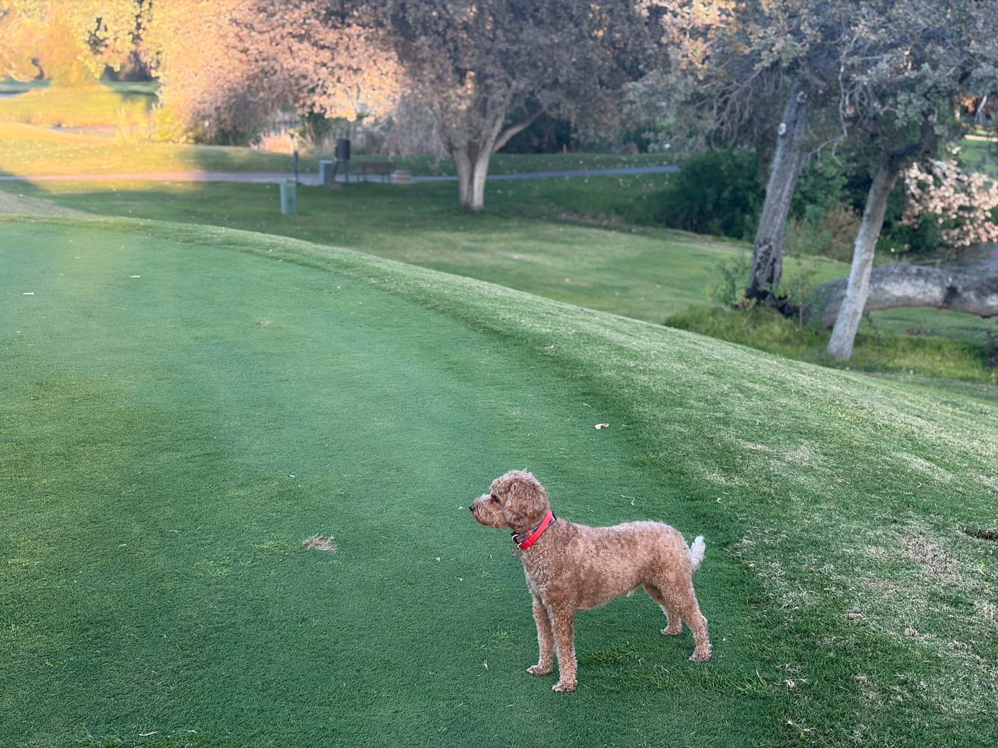 Customer photo review of FurLife™ - 8 Months All Natural Flea and Tick Collar for Dogs