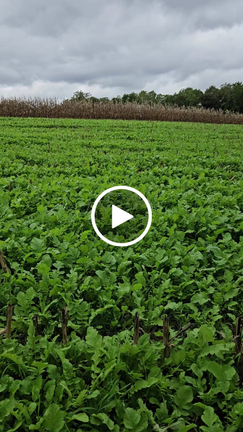 Customer video review of Forage Turnip Food Plot Seed