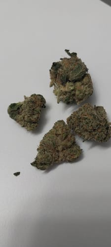 Customer's four Biscotti THCA Flower small buds displayed on a plain white surface.