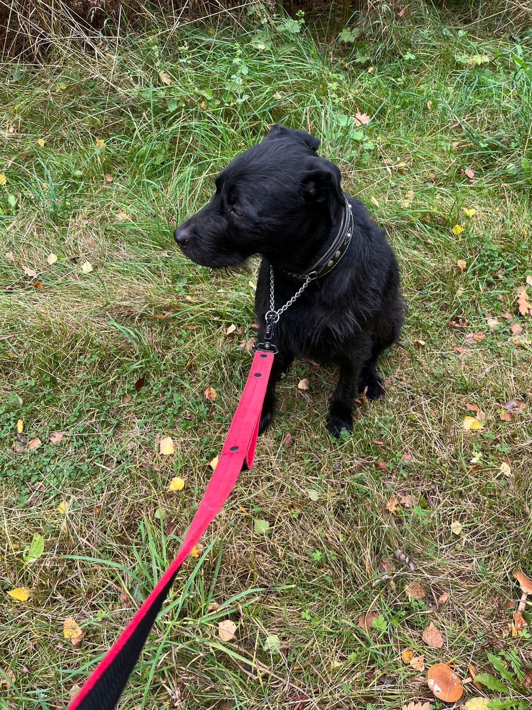 Customer photo review of Guard Leash Black Edition Rött - Väktarkoppel med extra handtag