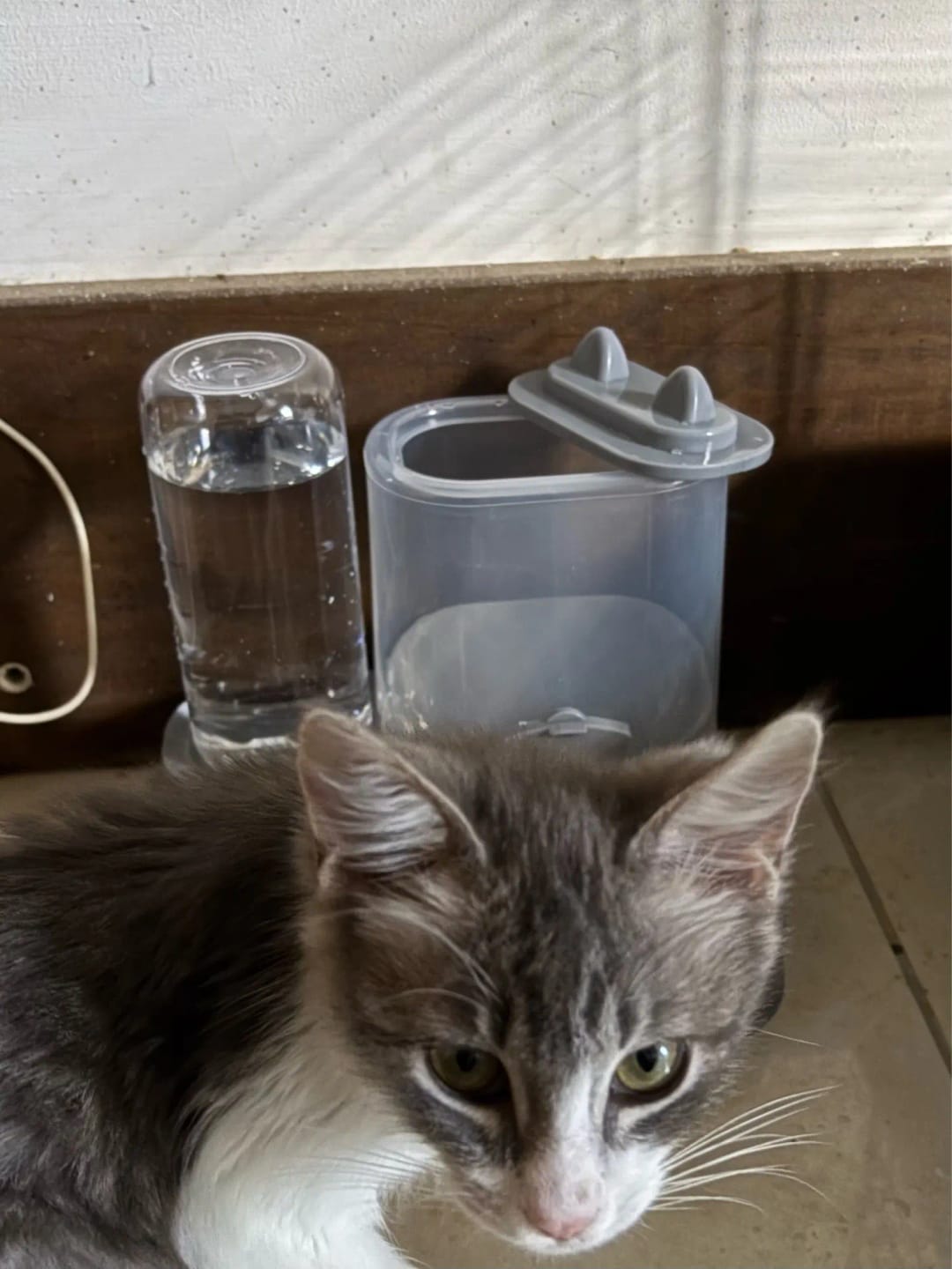 Customer photo review of Dispensador de Agua y Comida para gatos 2 en 1 para Mascotas Grandes