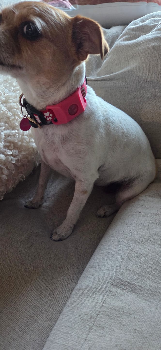 Customer photo review of FurLife™ 12 Months Flea and Tick Free