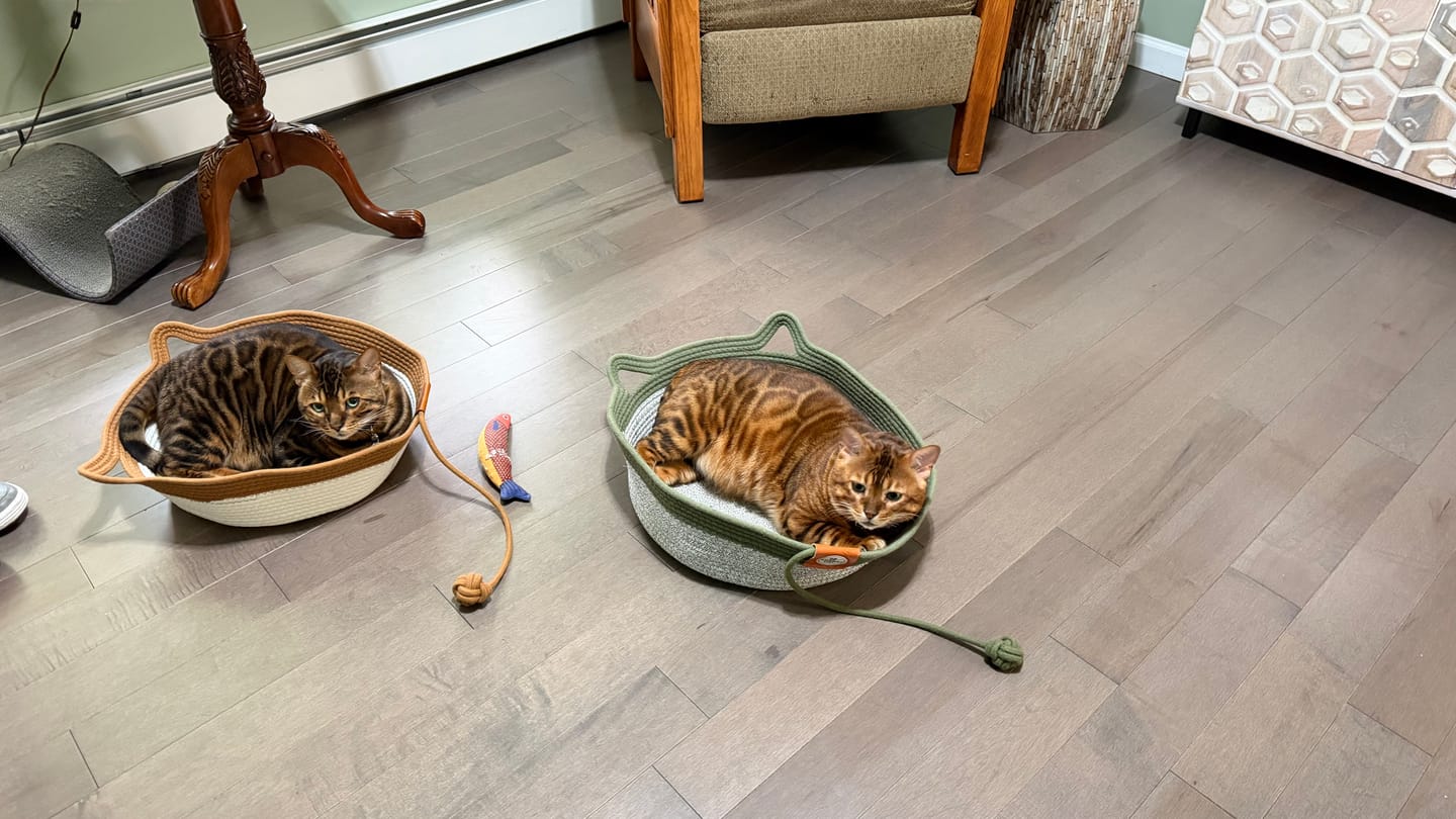 Customer photo review of Instinct Basket | Meet the first research-backed natural territory for indoor cats