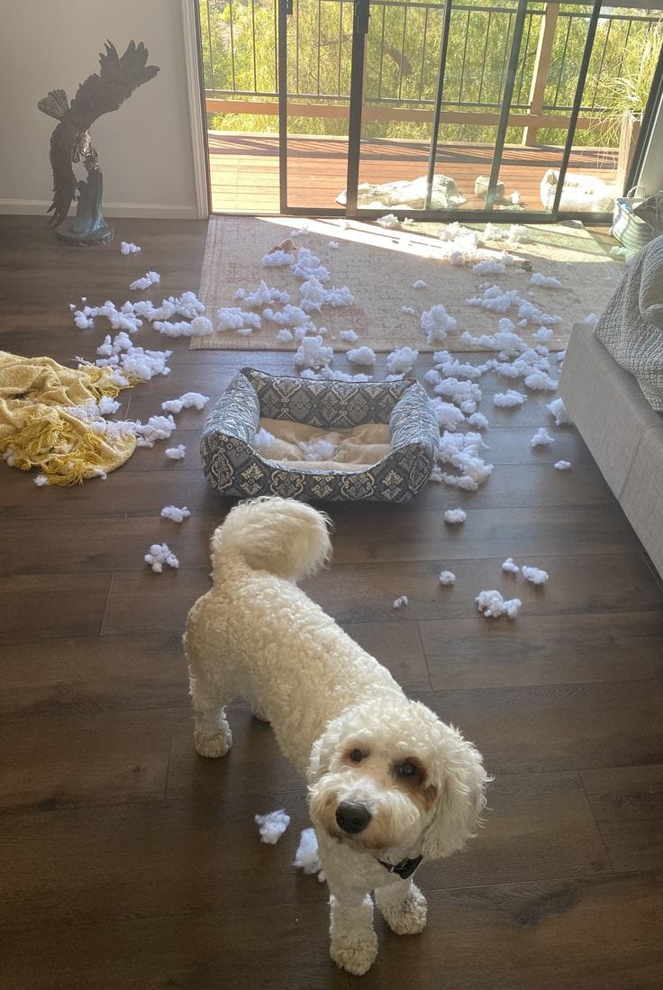 Customer photo review of Solo en Casa Sin Drama — Protocolo de 21 Días