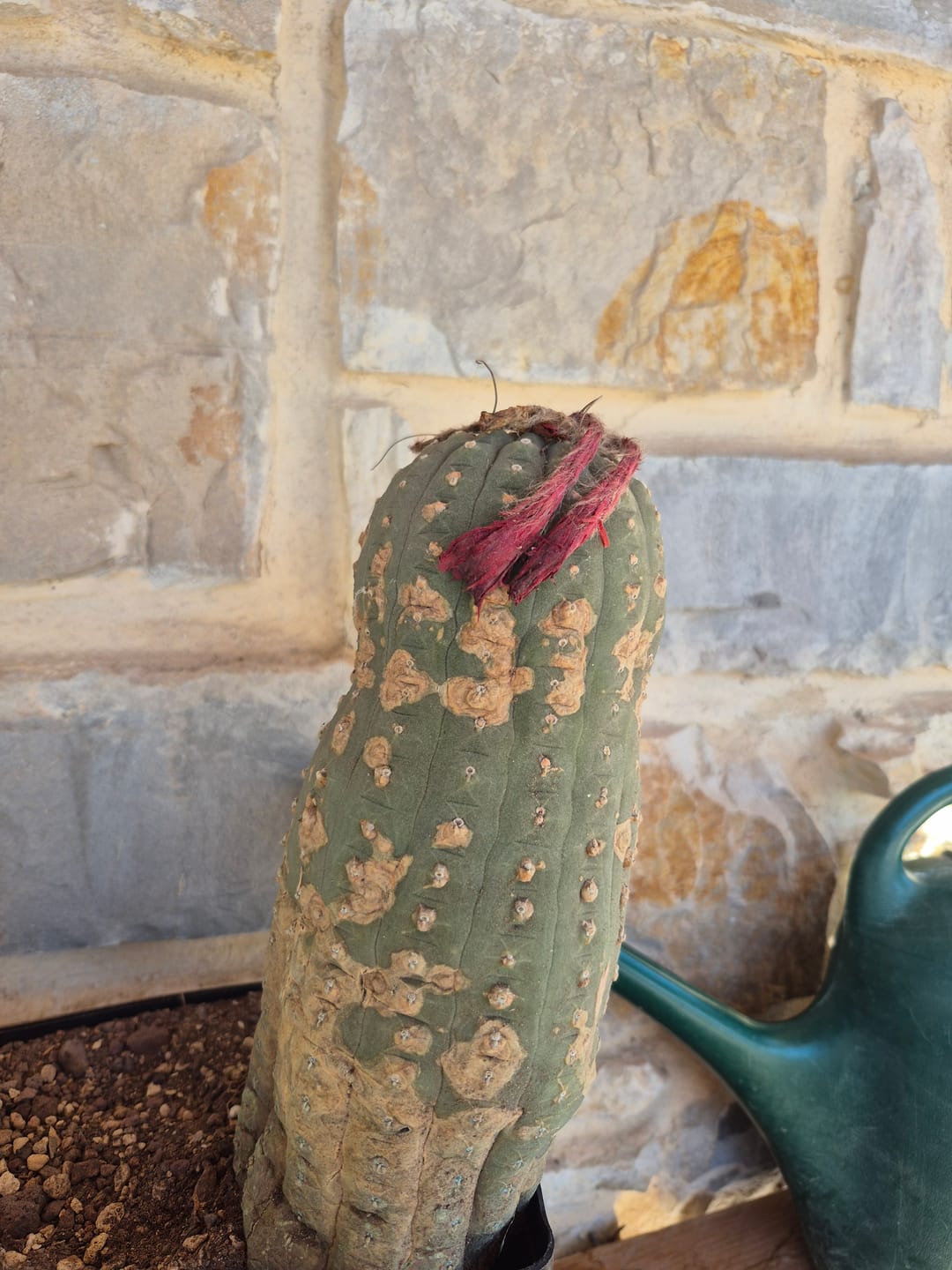 Customer photo review of Cacti & Succulent Mineral Mix