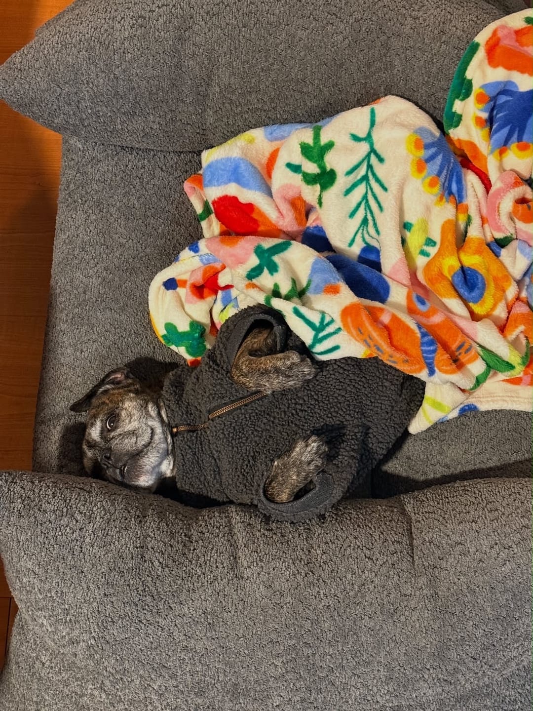 Customer photo review of Cama Yoko Gris L