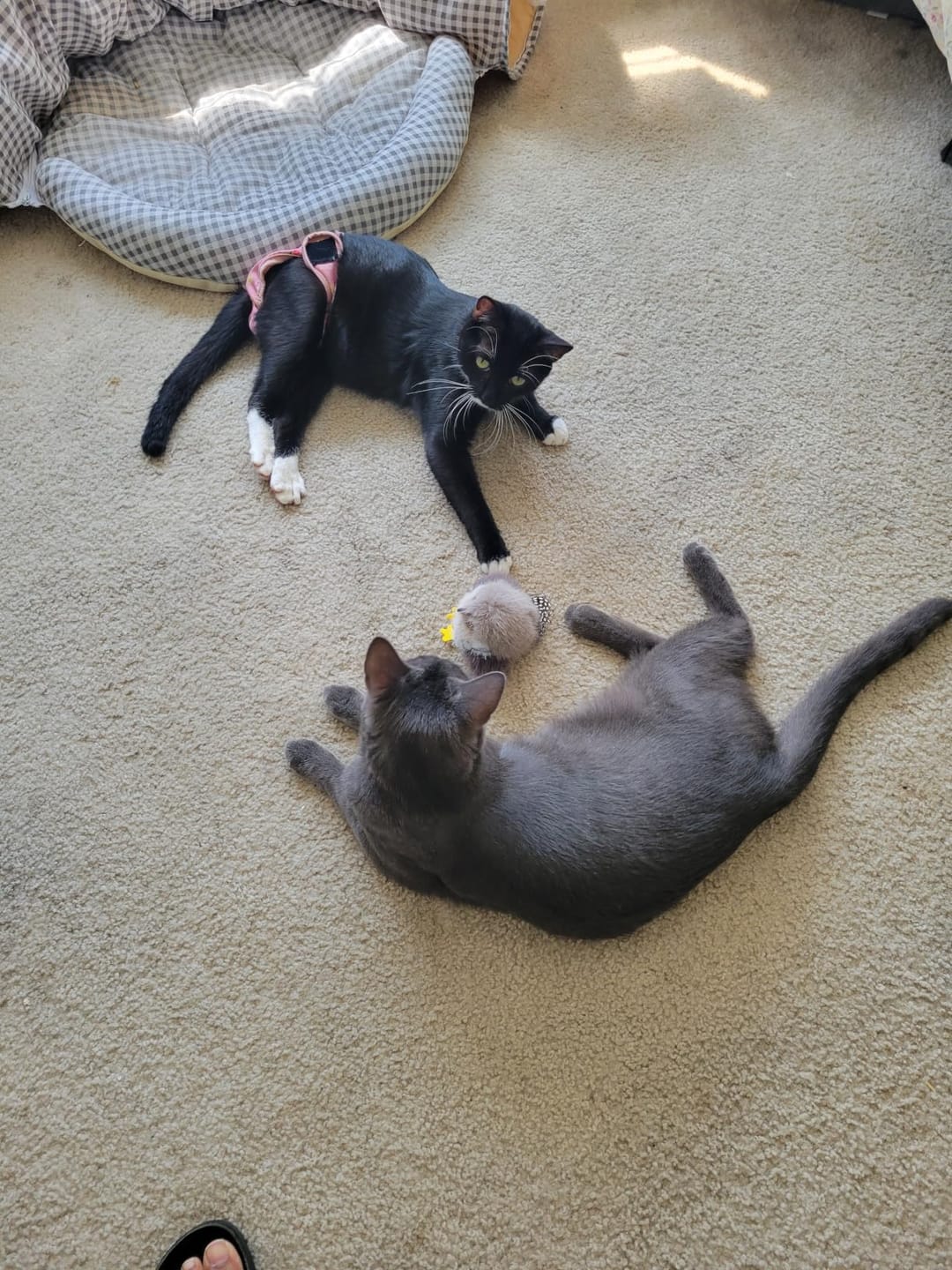 Customer photo review of Juguete interactivo para gatos