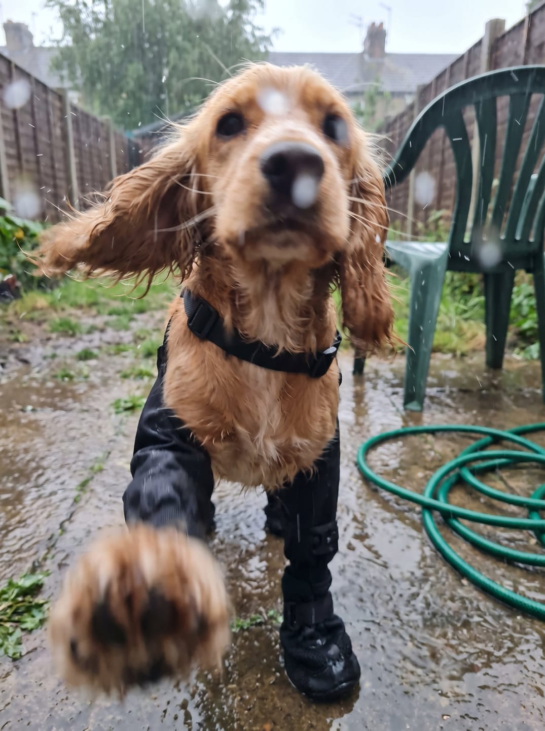 Customer photo review of Botas impermeables para perro