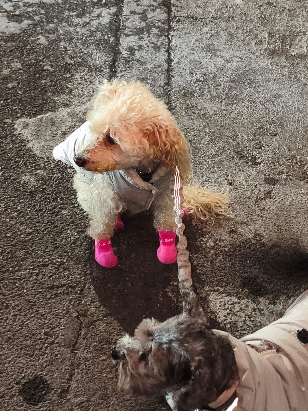 Customer photo review of CT9009 2 Pares Botas De Agua Para Mascota