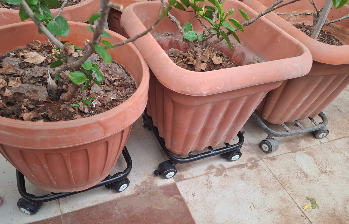 Customer photo review of TryGreen Daze Wheel Rolling Plant Stand for Planters