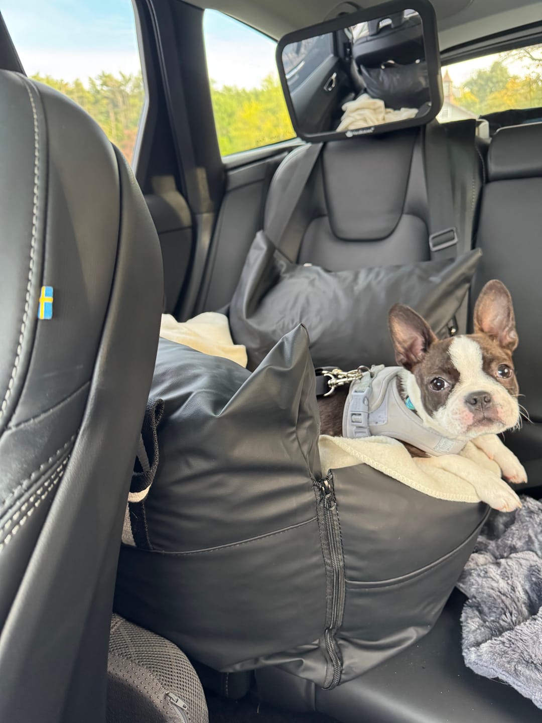 Customer photo review of Dog Dock V2 New With Latch Anchors