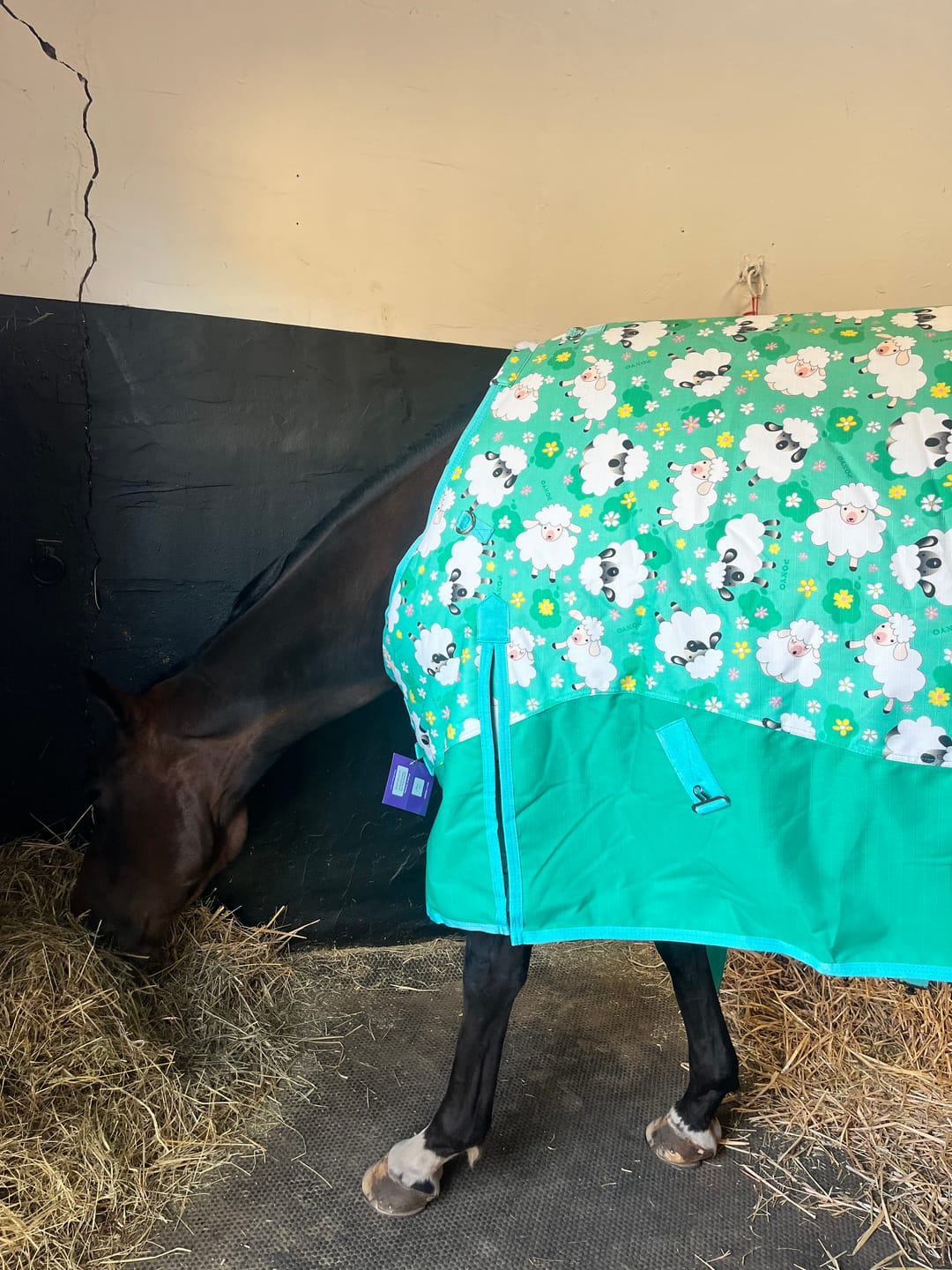 Customer photo review of Counting Sheep Turnout Rug
