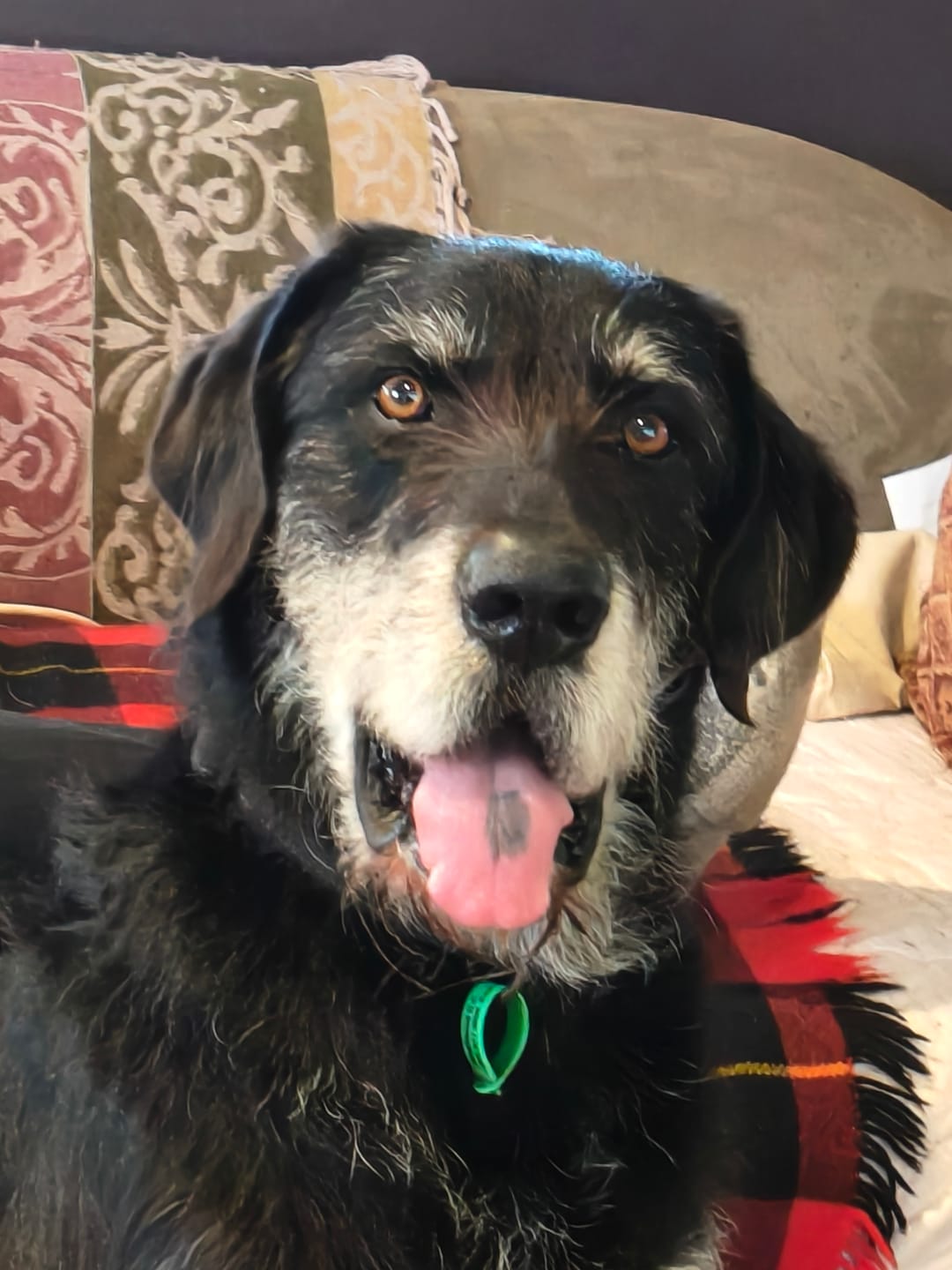 Customer photo review of 4CYTE Canine Epiitalis Forte for Dogs
