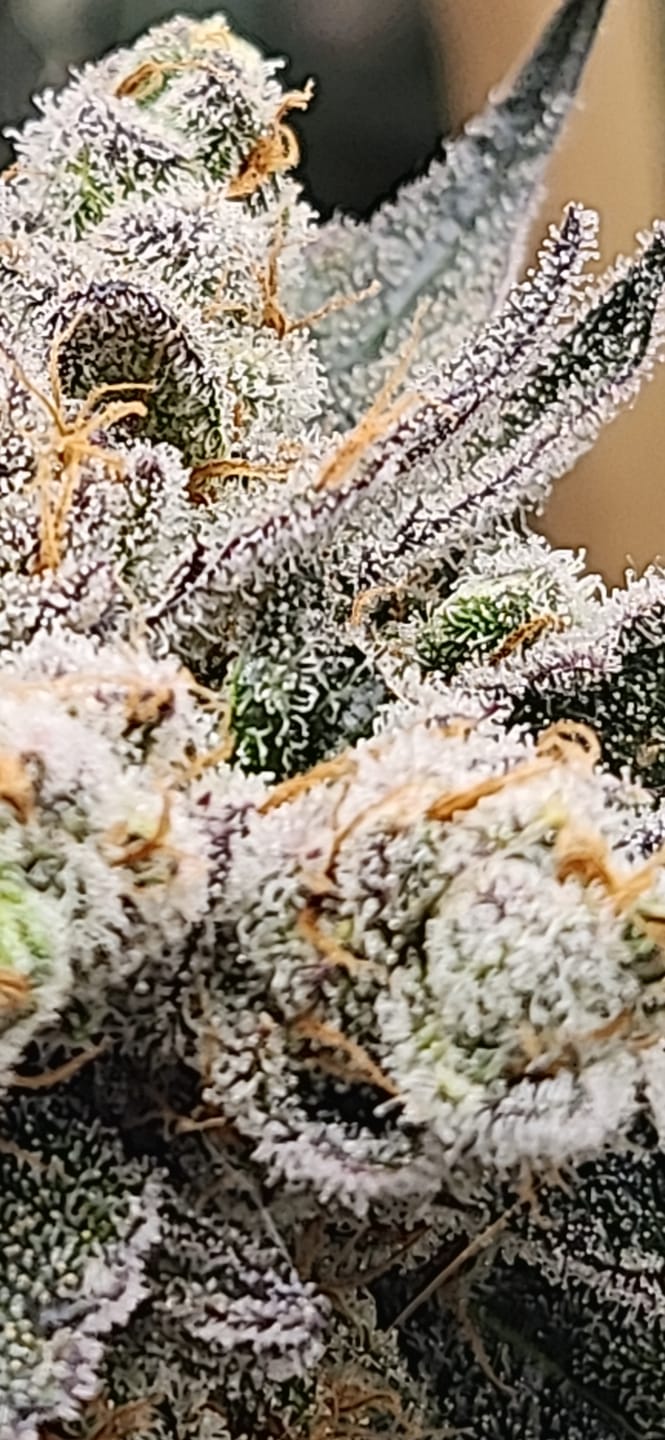 Customer photo review of Biscotti THCA Flower (Premium)