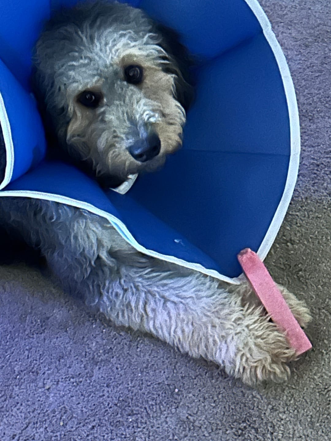 Customer photo review of Himalayan Cheese Puffs — Crunchy Dog Snack from Yak Chew Leftovers