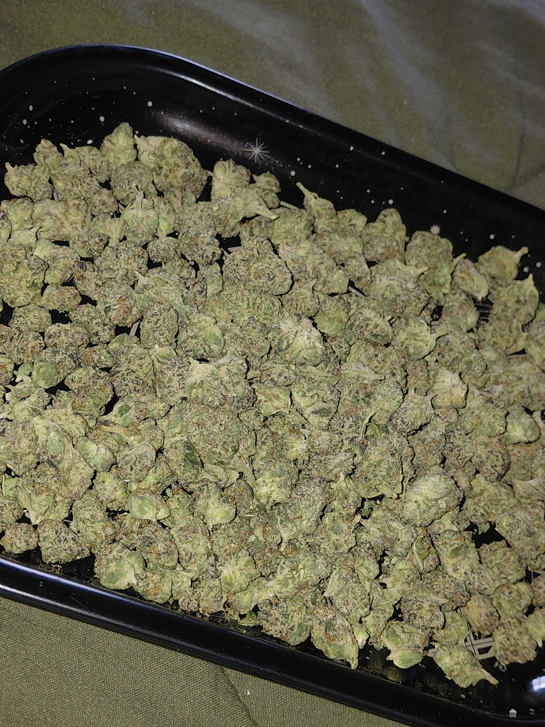 Customer photo review of Black Piranha (Indoor Smalls) - THCA Flower