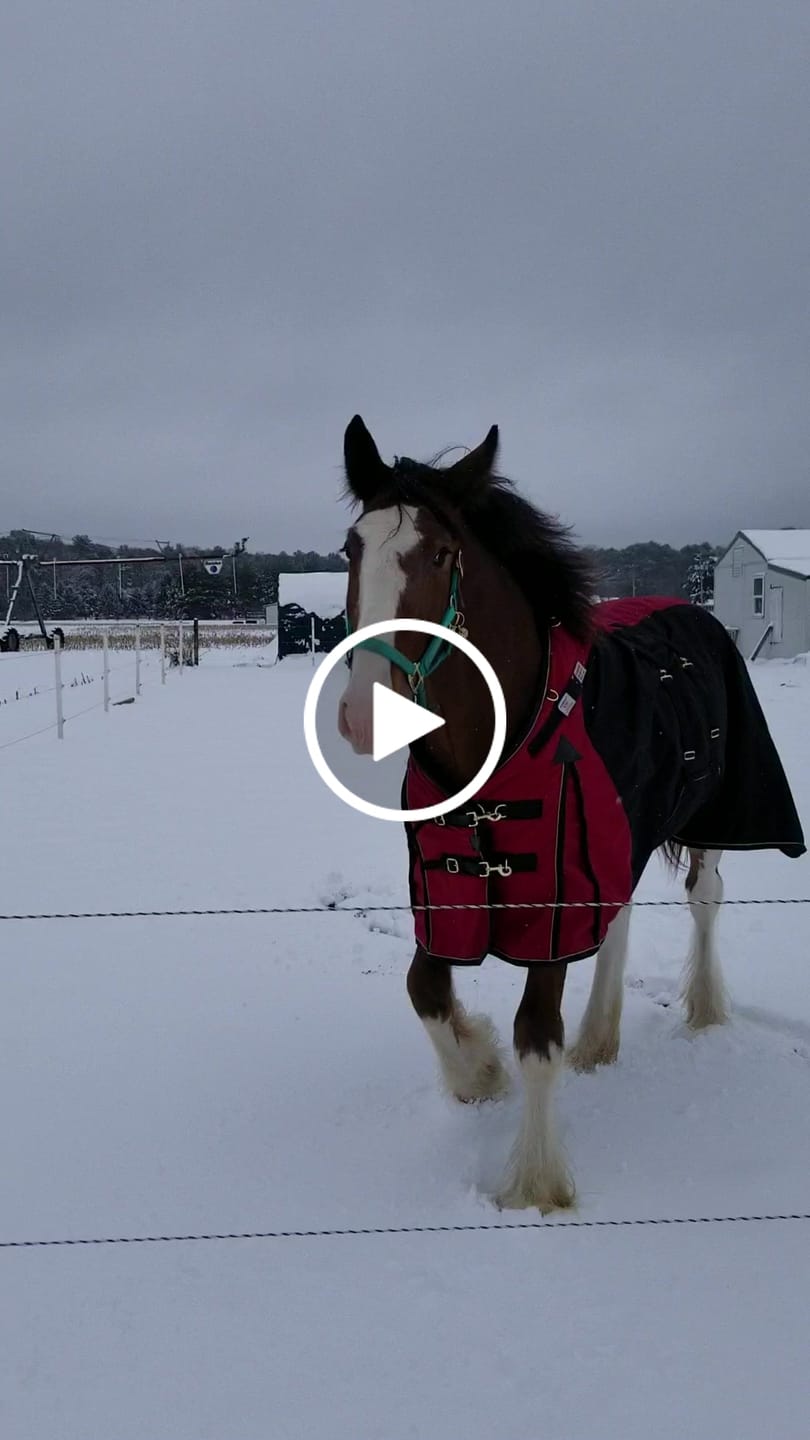 Customer video review of 2nd Cutting (2026 Crop) NY Timothy Orchard Grass Hay (Buy More - Save More)(Includes delivery too!)