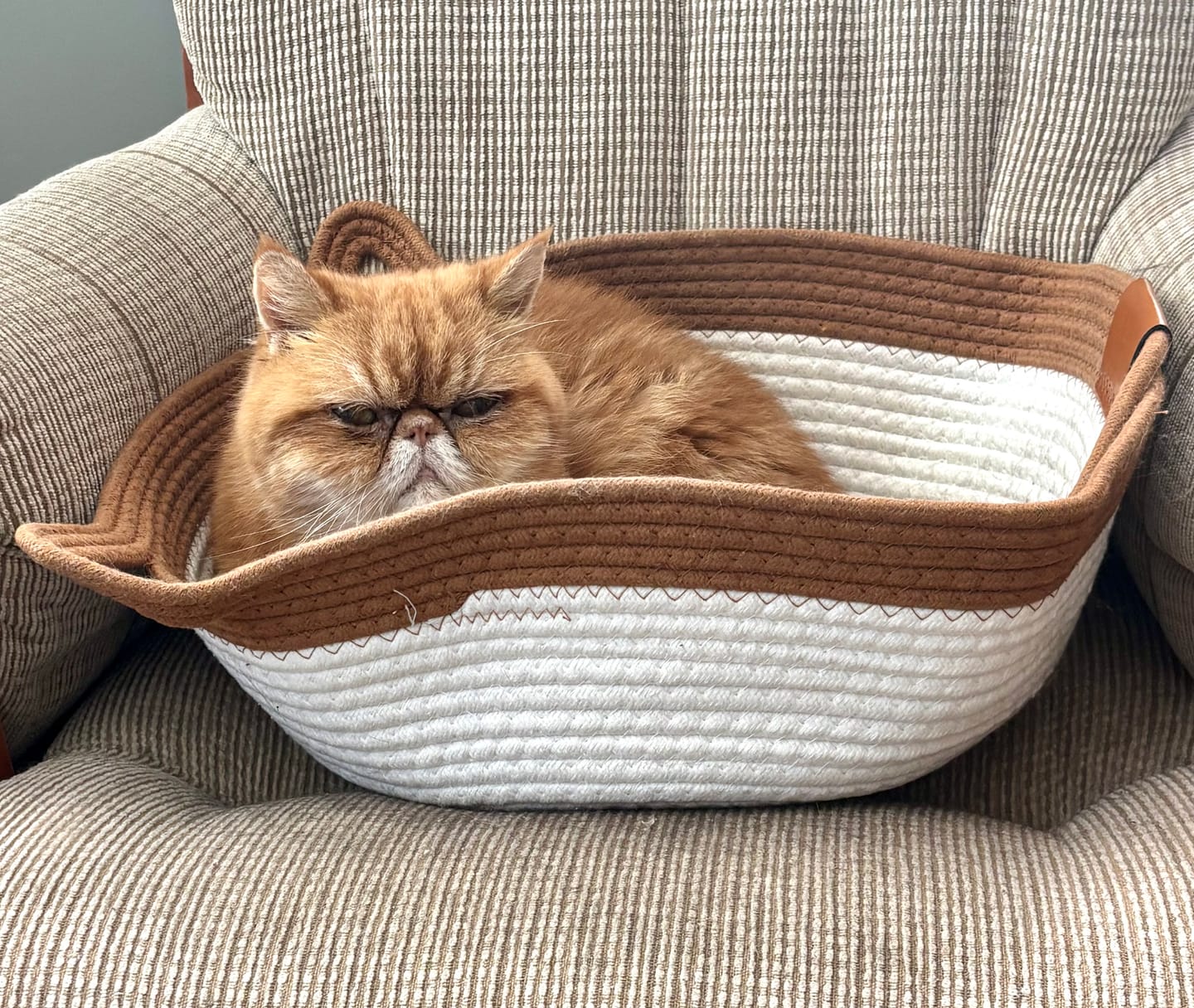 Customer photo review of Instinct Basket | Meet the first research-backed natural territory for indoor cats