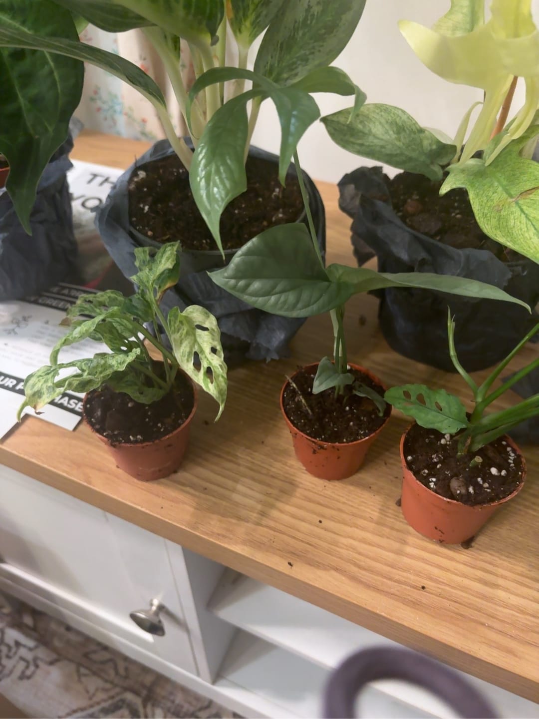 Customer photo review of SAD-PLANT-SET