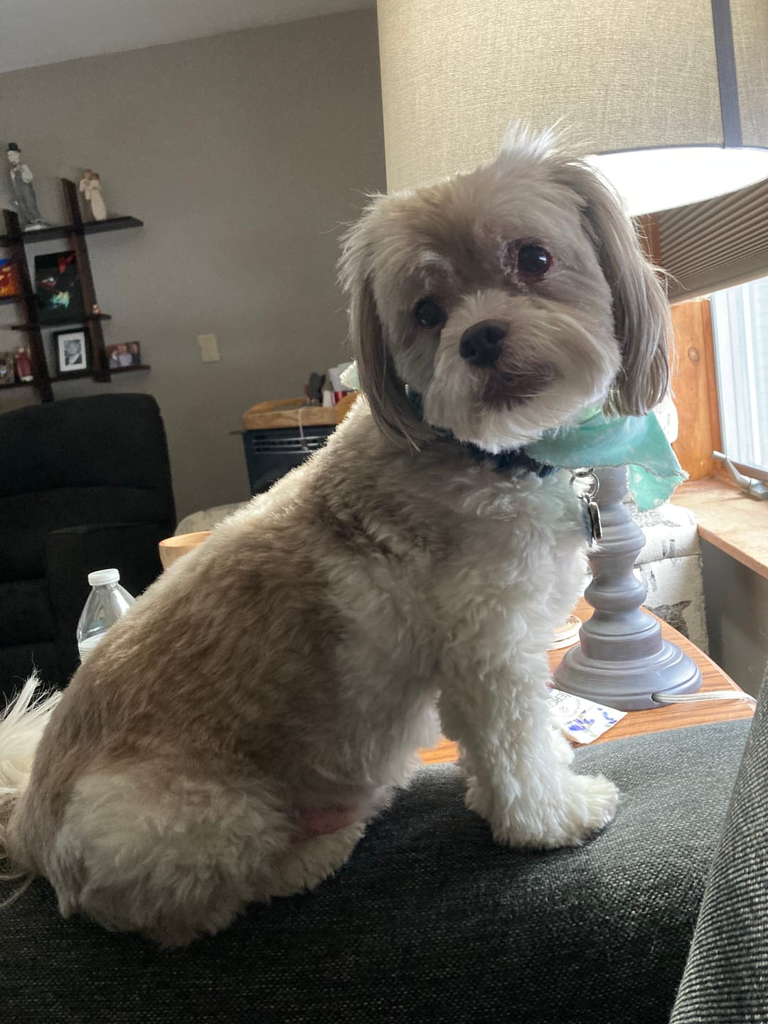 Customer photo review of Boo-p Shih Tzu Shirt