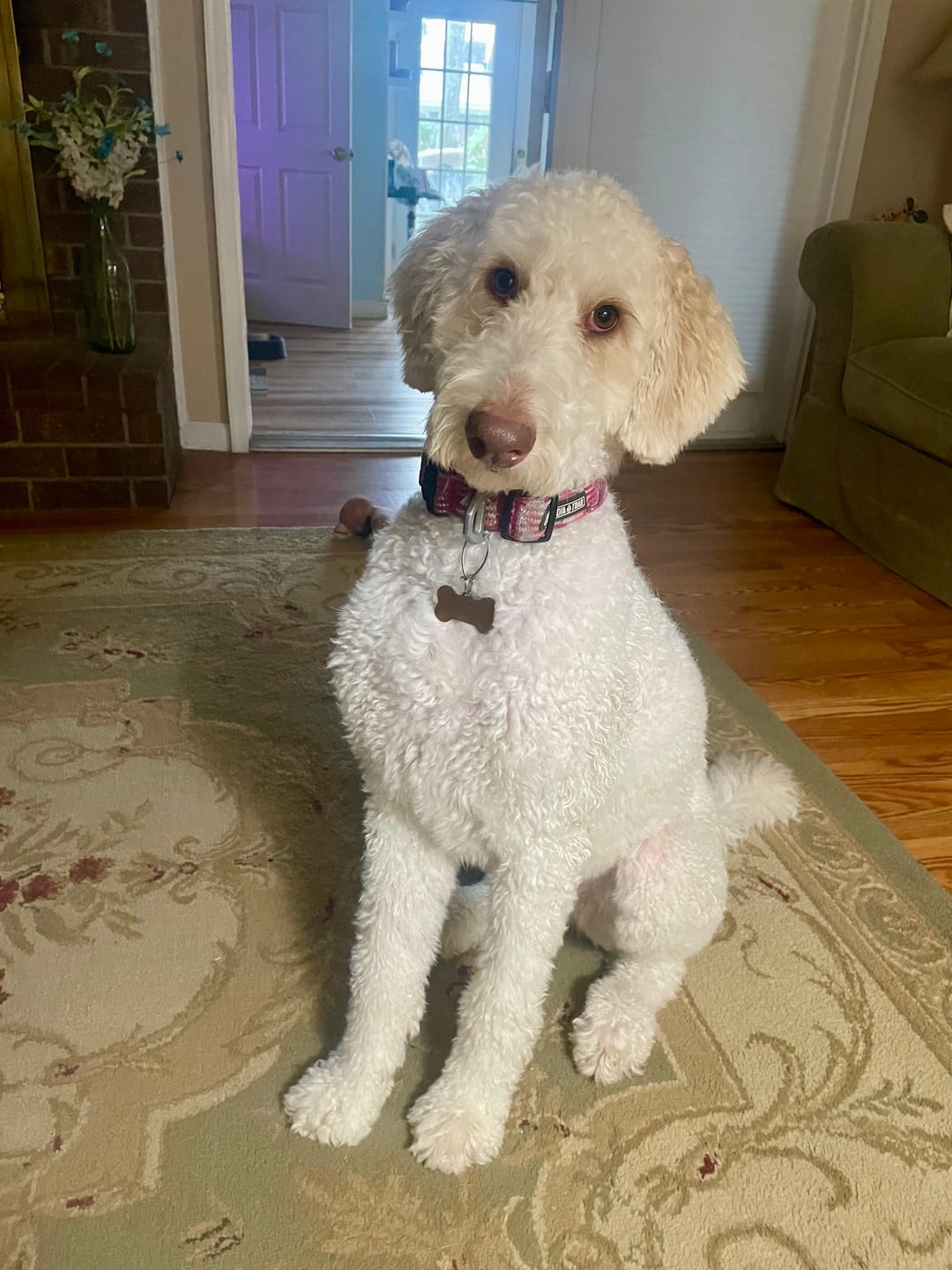 Customer photo review of Simparica TRIO - Triple Protection for Dogs in One Tasty Monthly Chew