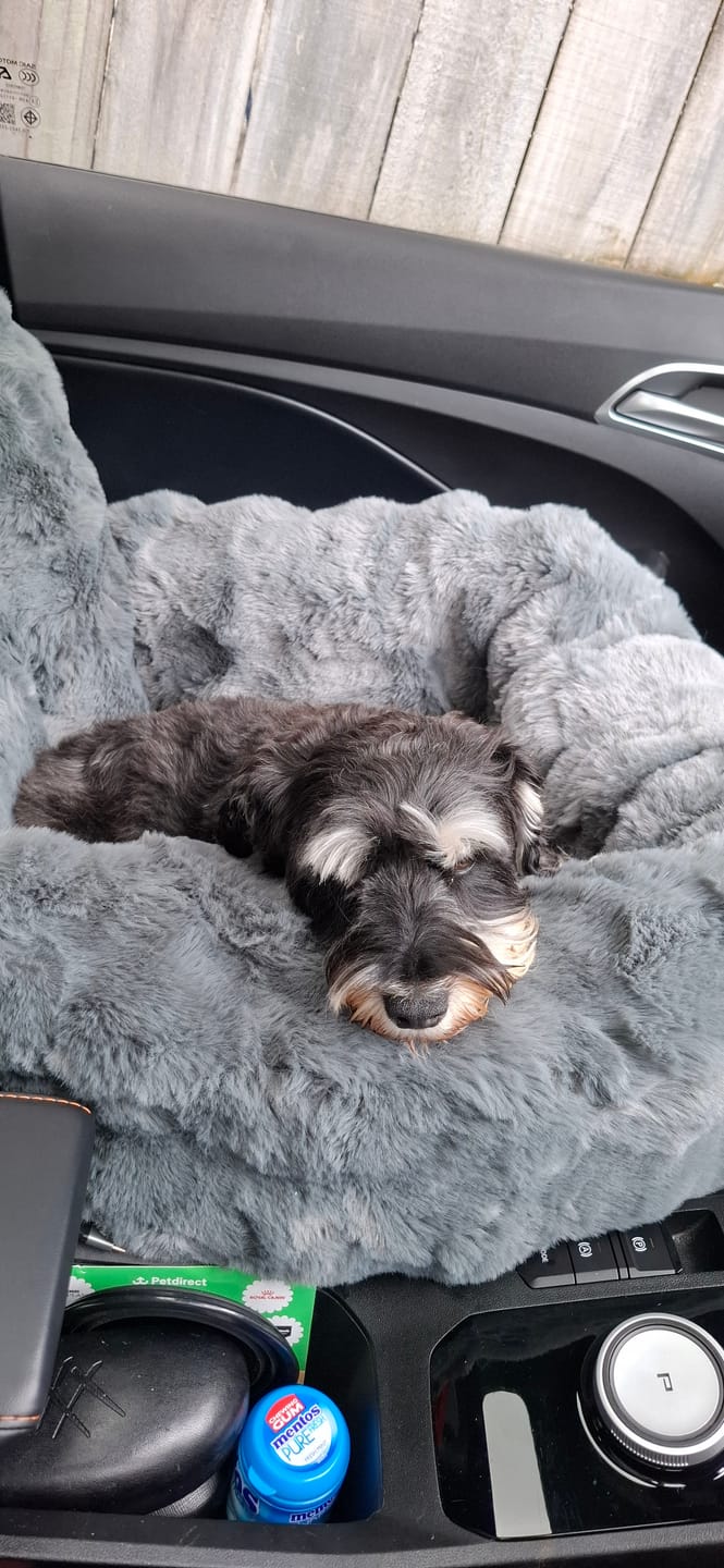 Customer photo review of Calming Car Bed