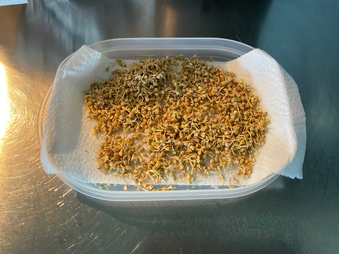 Customer photo review of Radiesli Bio Samensprossen 250g