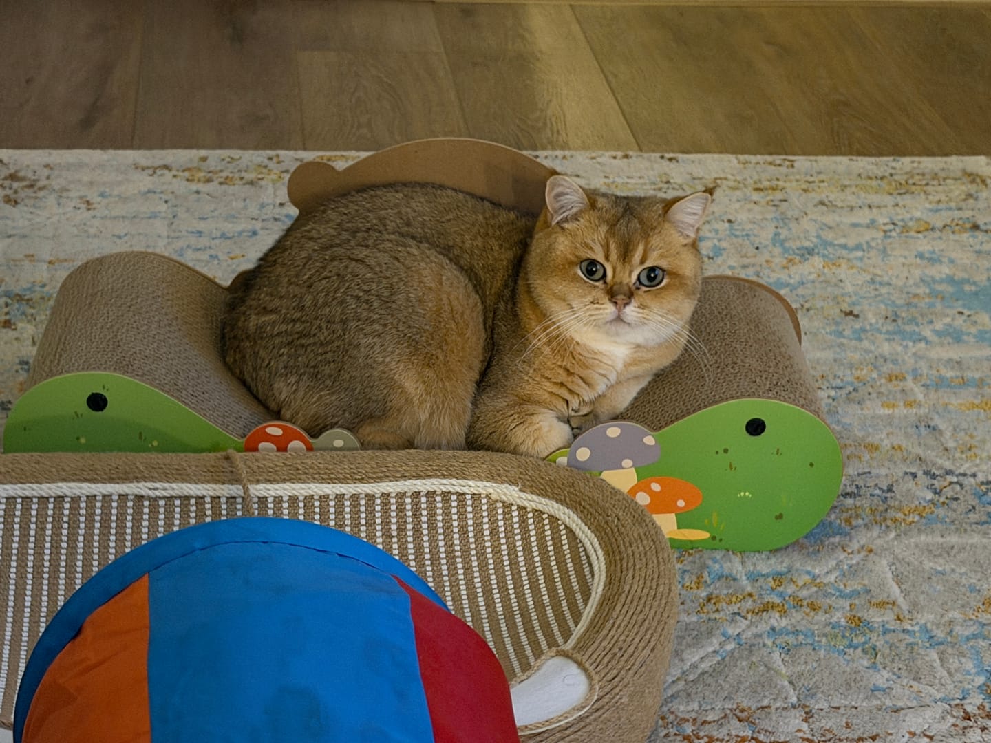 Customer photo review of Mushroom Lounge Corrugated Cardboard Cat Scratcher Sofa
