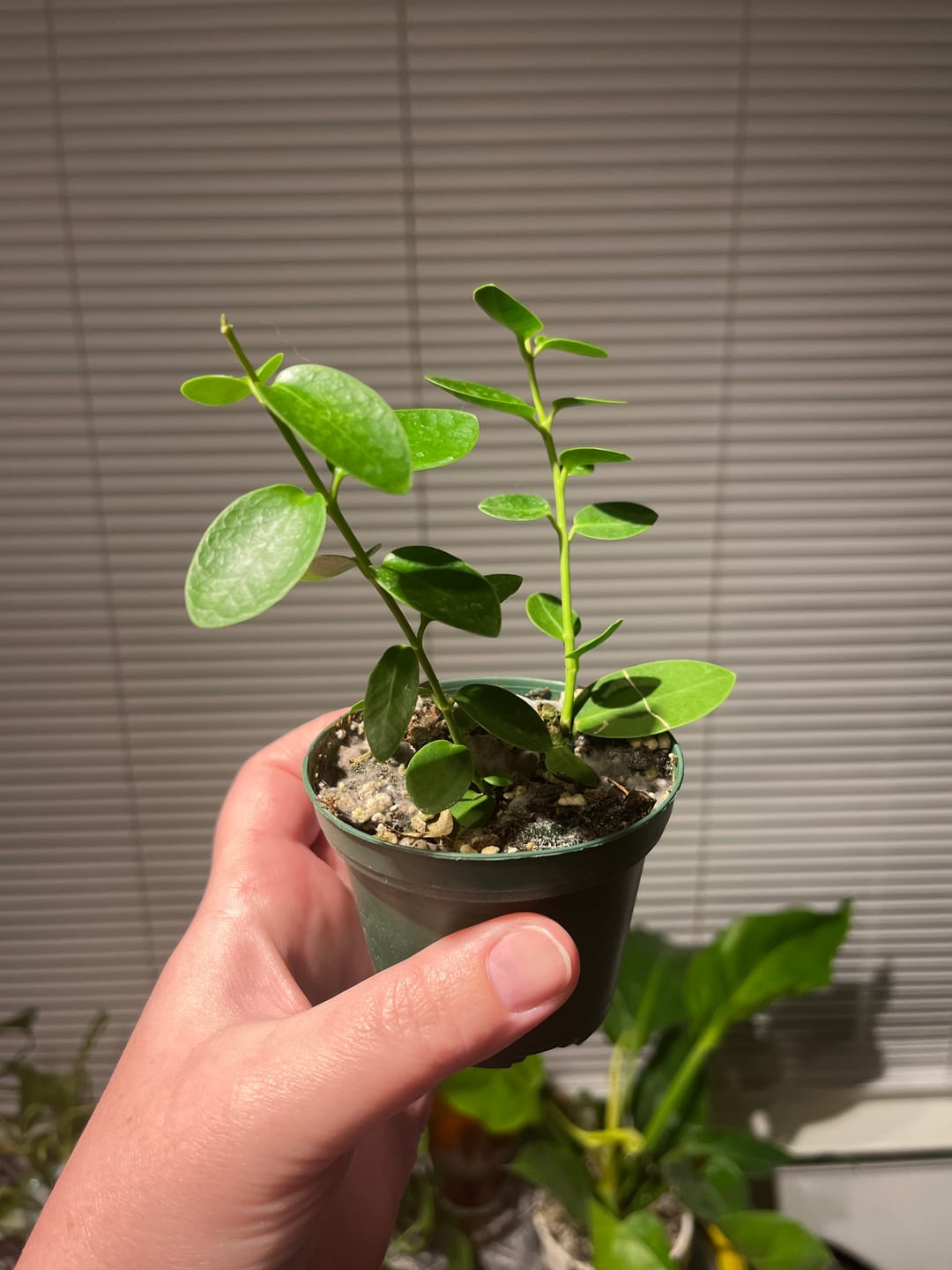 Customer photo review of Hoya cumingiana