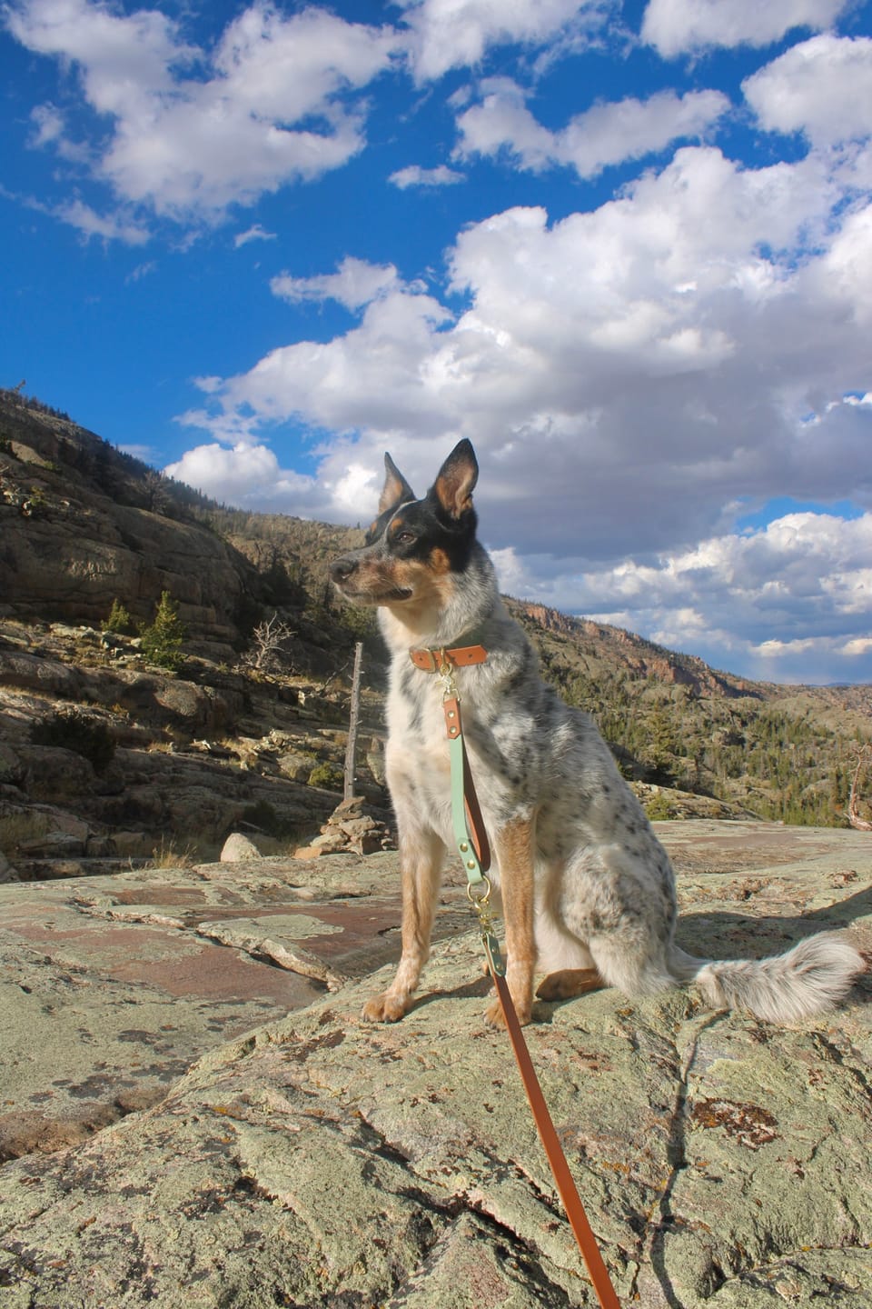 Customer photo review of Waterproof Two-Tone Dog Collar & Multi-Way Leash Set | Built with BioThane®