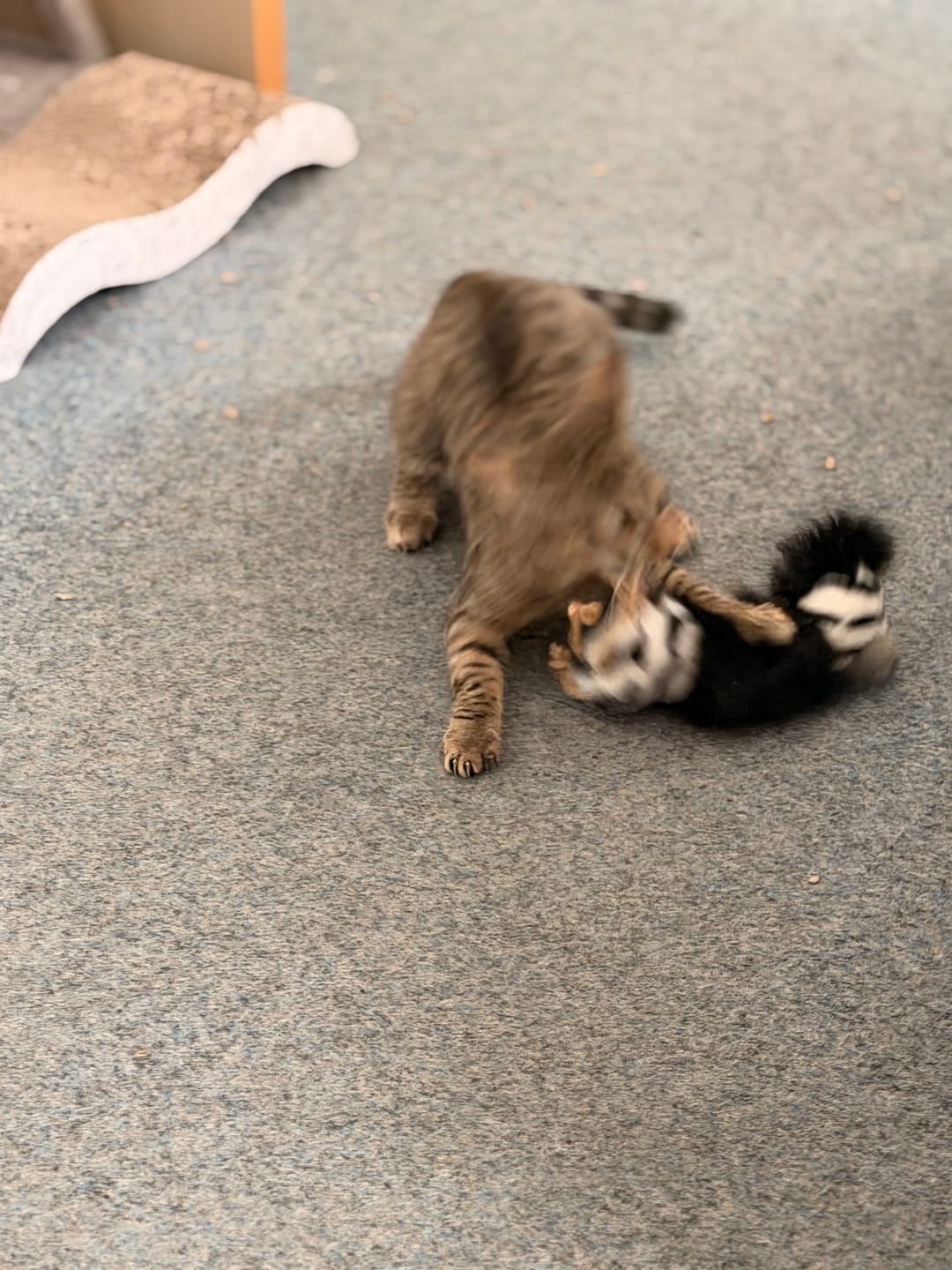 Customer photo review of Katzenstreu 2+1 Aktion