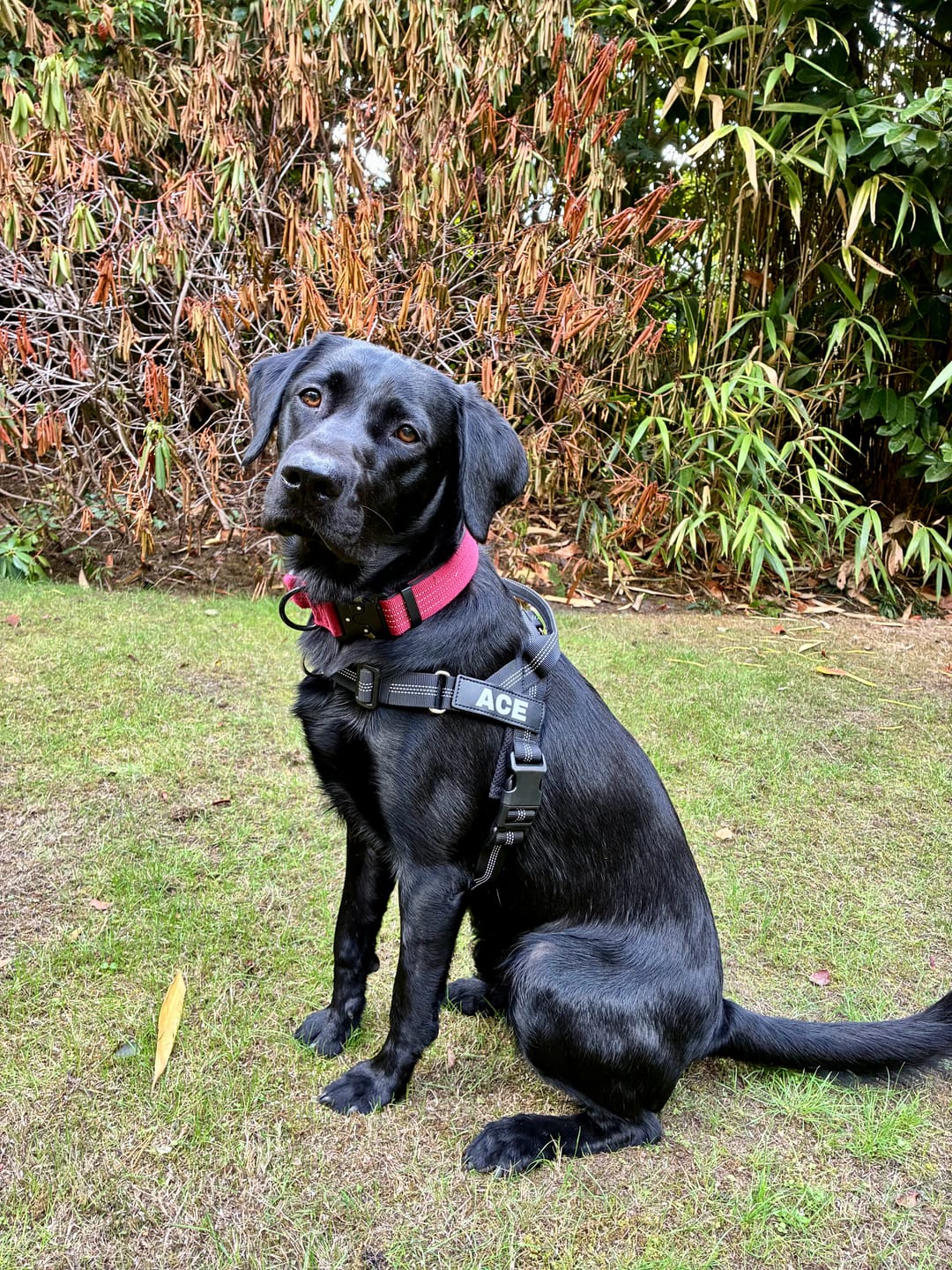 Customer photo review of ParoPet No Pull Dog Harness