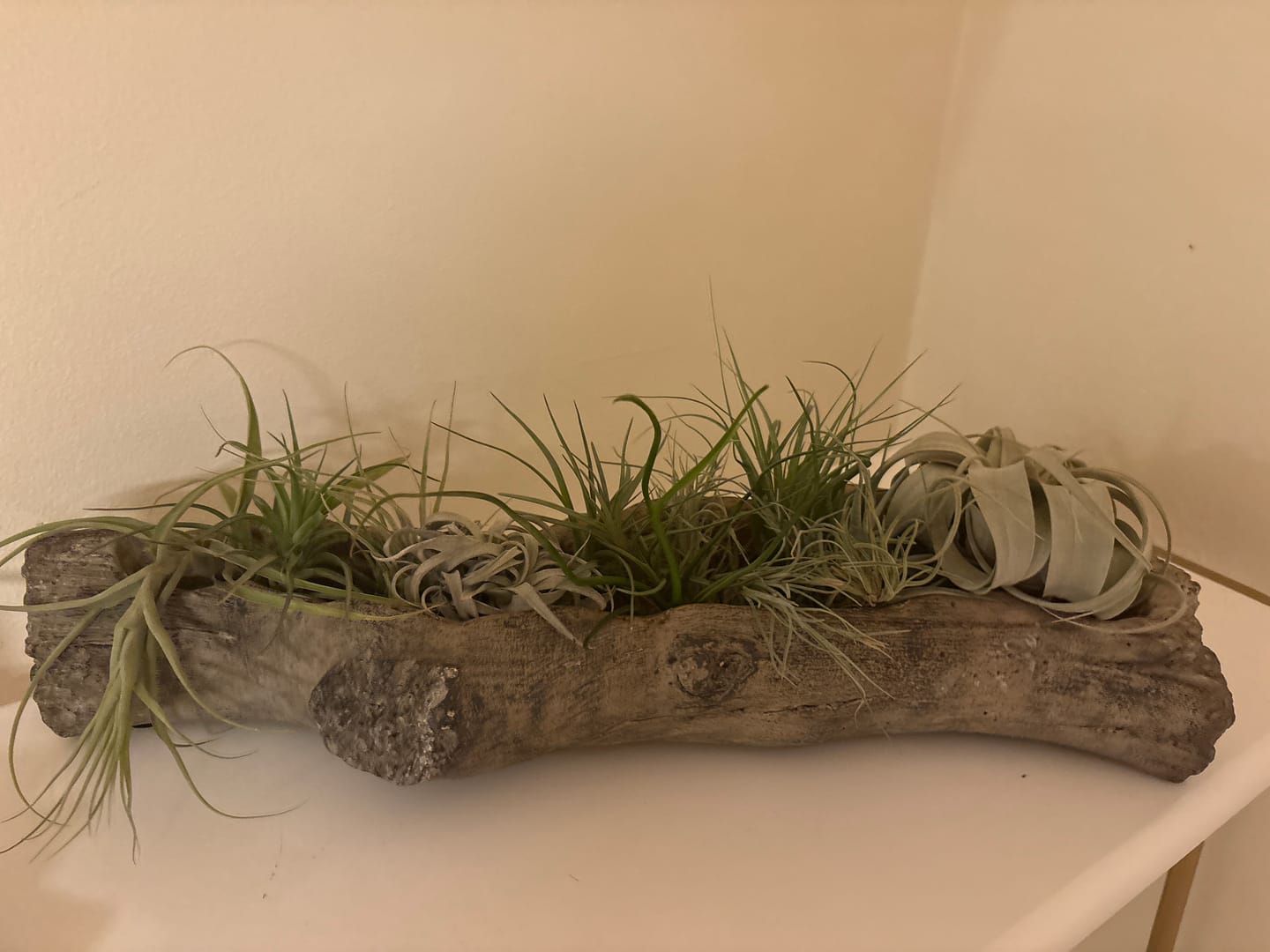 Customer photo review of 15 Pack Premium Air Plants Mix  *Cannot Be Shipped Internationally*