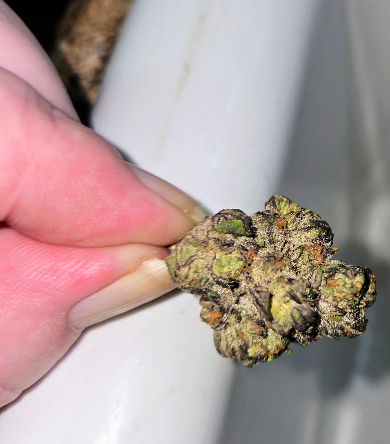 Customer photo review of Hyper Za THCA Flower