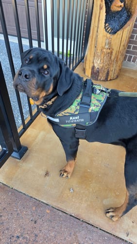 Customer's Dogshood No Pull Harness in green camouflage print on a Rottweiler dog.