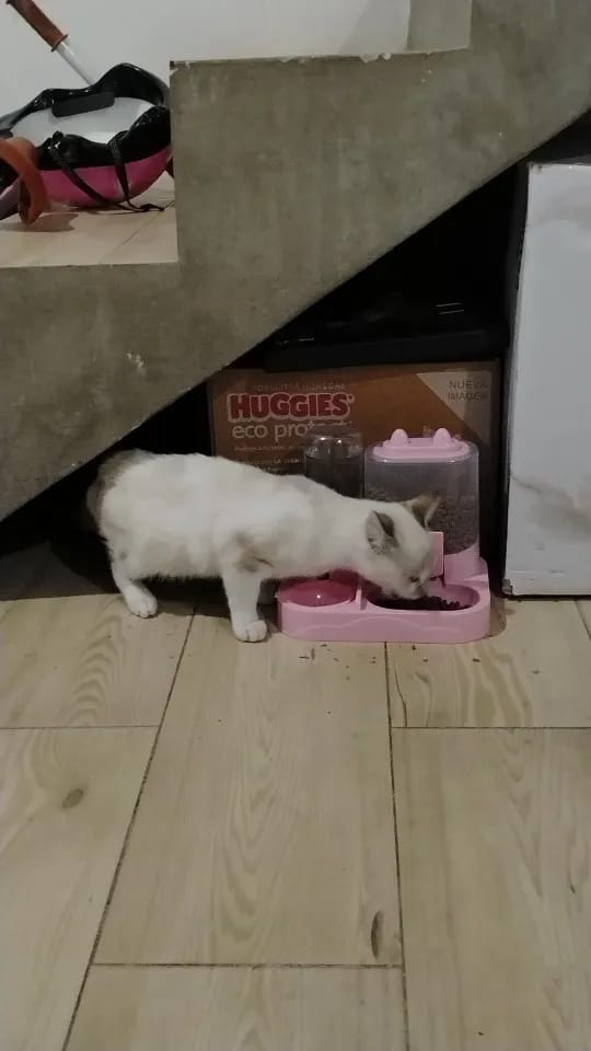Customer photo review of Dispensador de Agua y Comida para gatos 2 en 1 para Mascotas Grandes